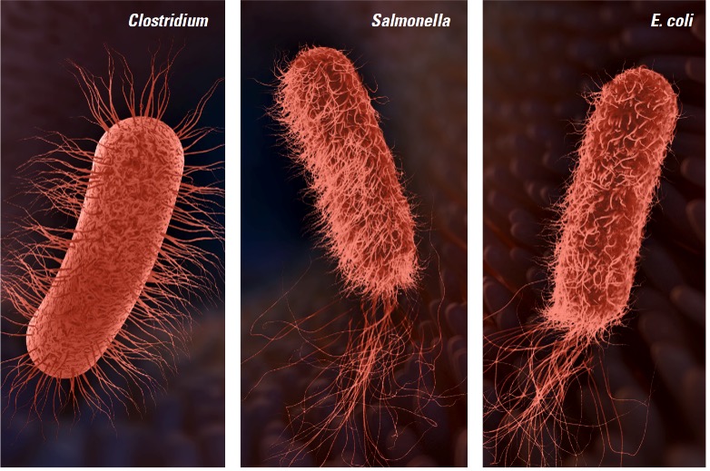 kemin organisms
