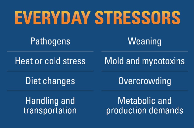 kemin stressors