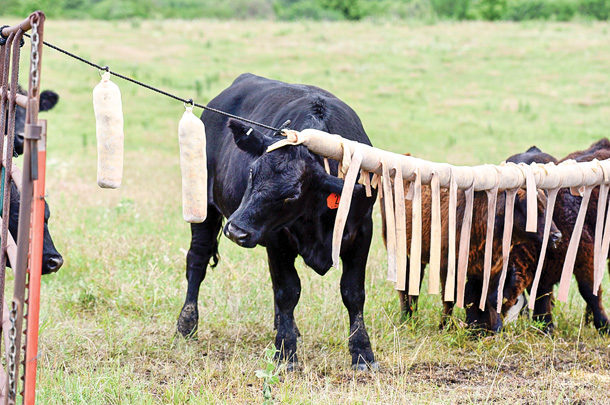 Fly control options, explained - Progressive Cattle