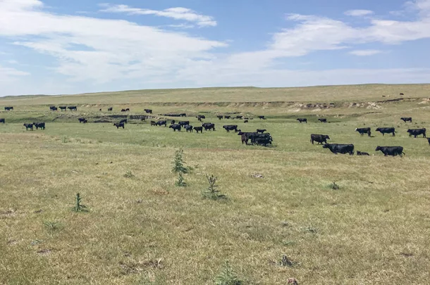 Lower-biomass/higher-quality forage