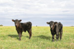 Calves in a pasture