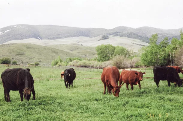 Cattle grazing