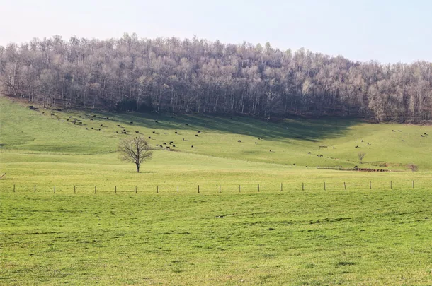 Pasture