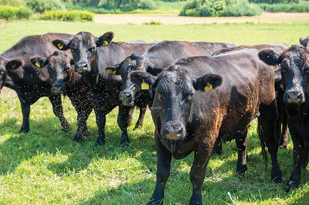 Cattle in a pasture