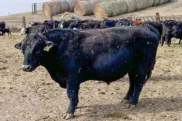bull