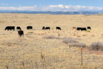 0622pc-beckman-drought-pasture.jpg