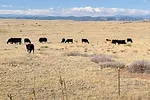 0622pc-beckman-drought-pasture.jpg