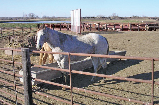 A pen rider mount at Timmerman feedlot in Nebraska