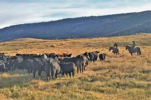 Reg Steward and Ethan Desmond lead cattle at the Onward Mission Ranch at 150 Mile House, British Columbia.