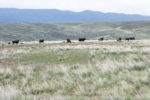0622pc-ellison-grazing-rangeland.jpg