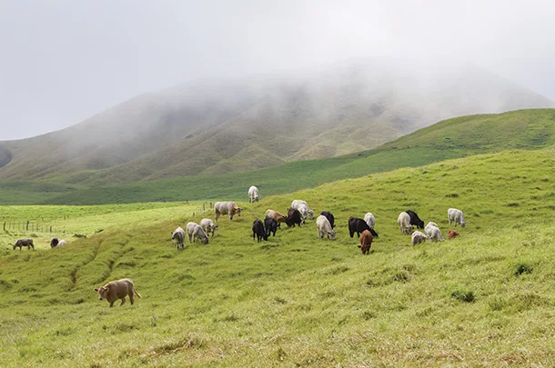 Cattle grazing