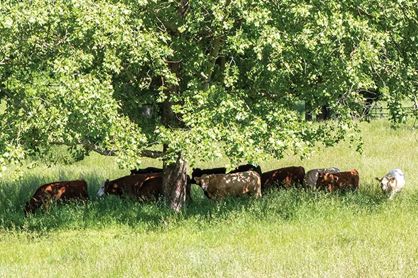 Cattle grazing