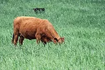 Cattle grazing
