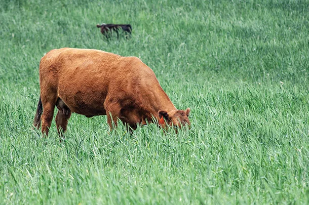 Cattle grazing