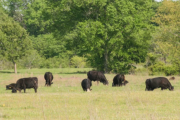 cows grazing