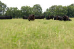 cattle in green field 