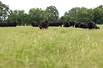 /ext/resources/PC/images/stories/2022/05/20/052022-grass-focus.jpg