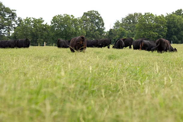 /ext/resources/PC/images/stories/2022/05/20/052022-grass-focus.jpg