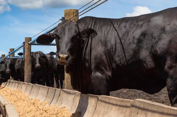 Cattle at feed bunk