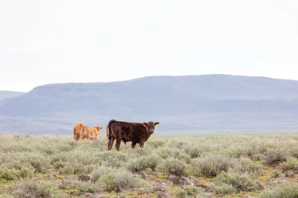 Cattle in a pasture