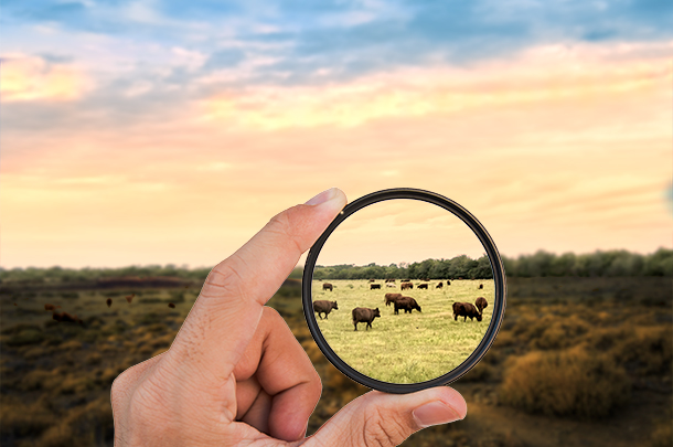 cattle in pasture