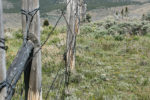 Producers should check their barbed wire fences multiple times a year