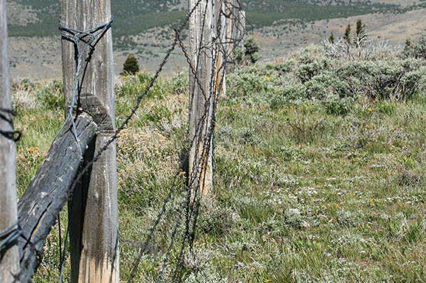 Dangers of old and untended barbed wire fencing - Progressive Cattle