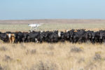 Drone checking cattle