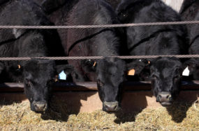 Cattle at feed bunk