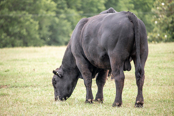 Get Bulls Tested to Prepare the Upcoming Breeding Season