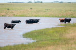 cattle in water