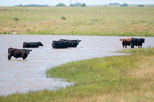 Helping cattle beat the summer heat - Progressive Cattle | Ag Proud