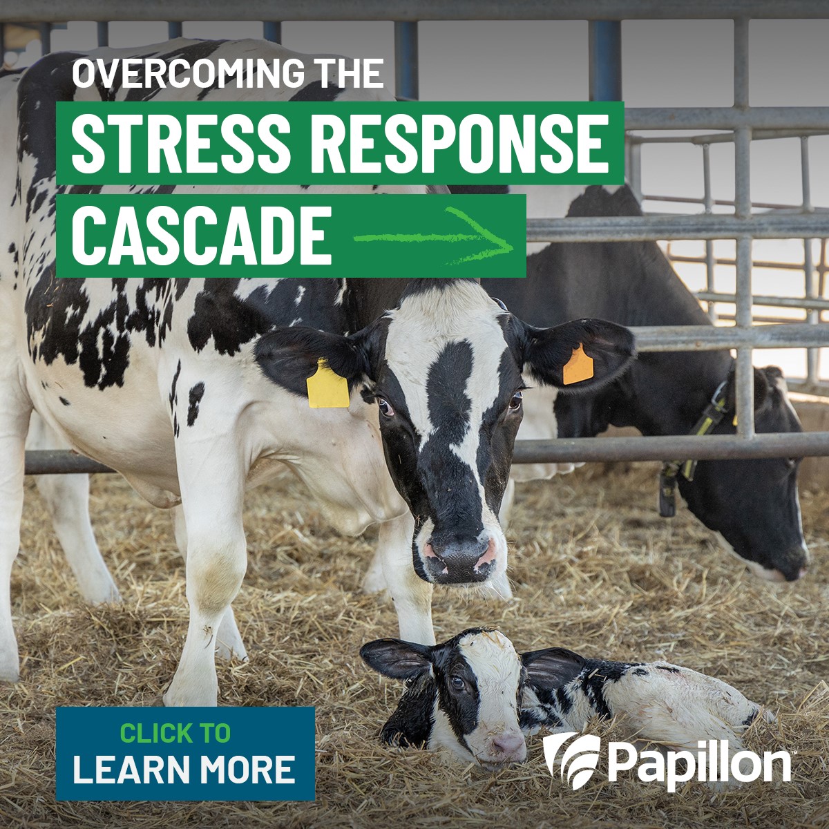 Papillon sponsorcast thumbnail