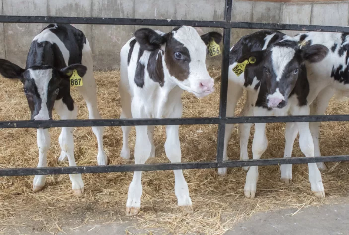 Dixon_3calves.png Dixon_3calves.png