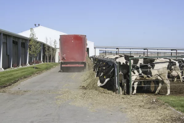 TMR feeding
