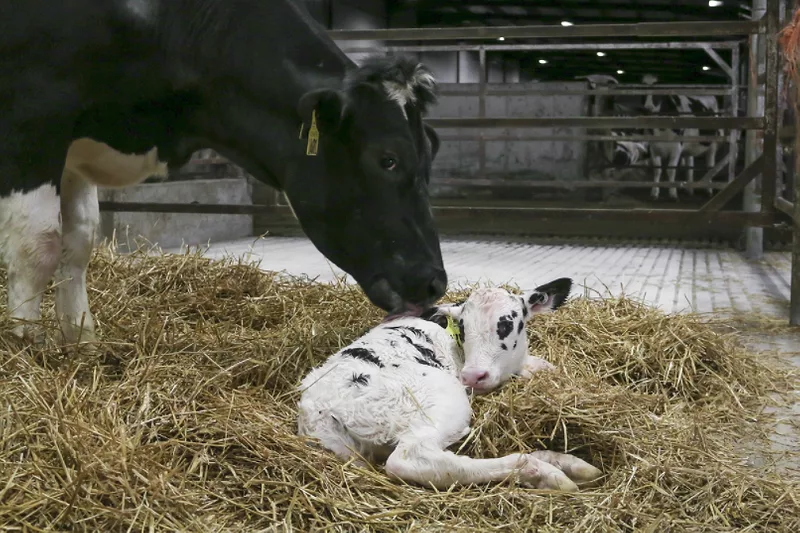 Hurty-cow-new_calf.png Hurty-cow-new_calf.png