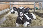 Calf