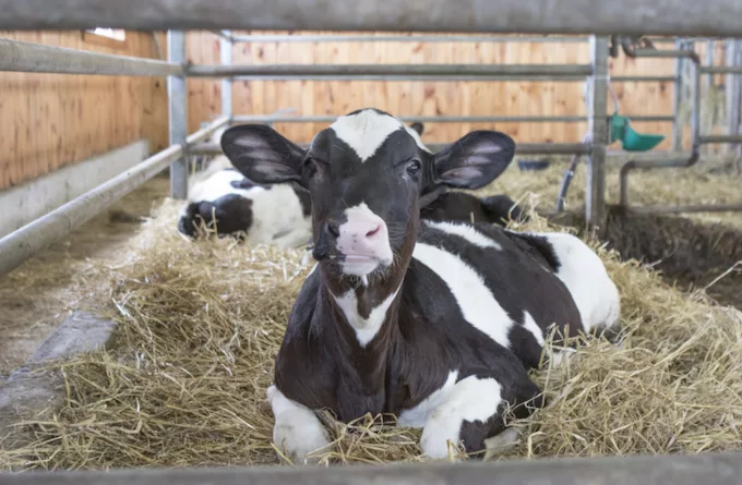 calf_Dixon.png Calf
