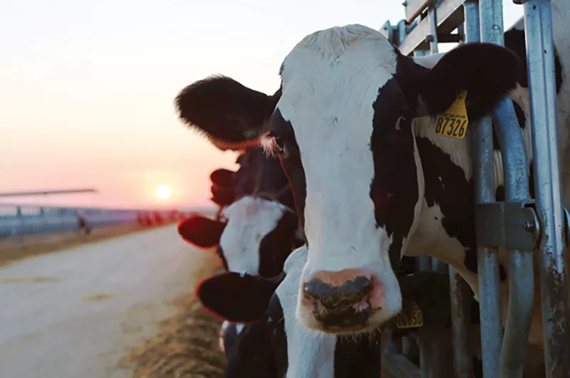 Dairy cows
