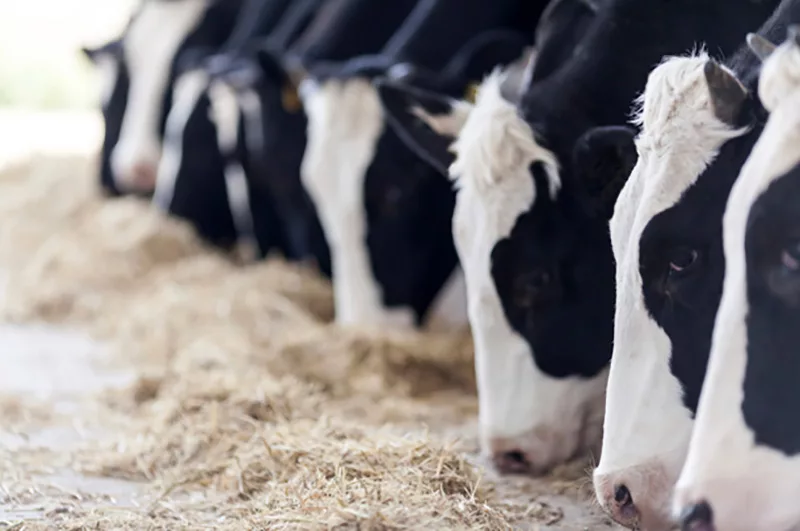 Central Life Sciences - cows feeding