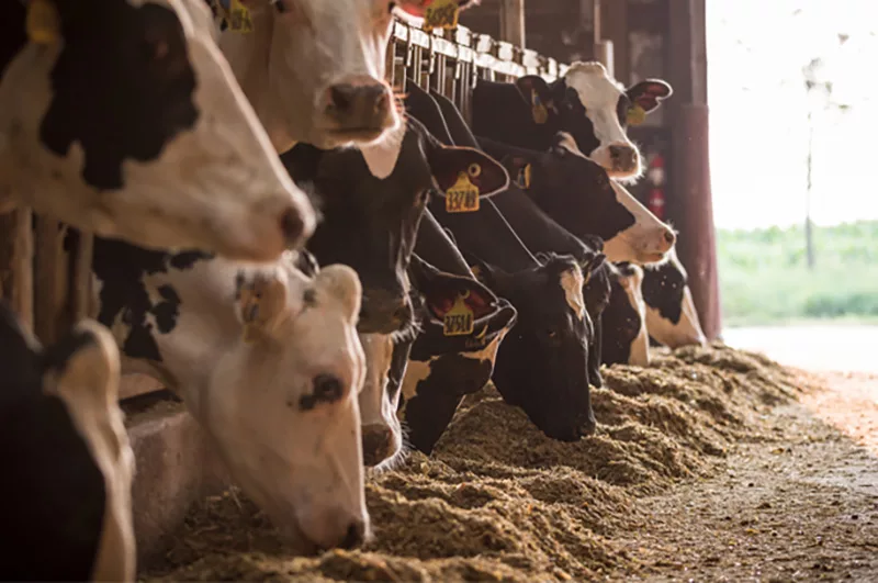 Cows eating