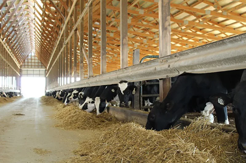 Volac - indoor dairy