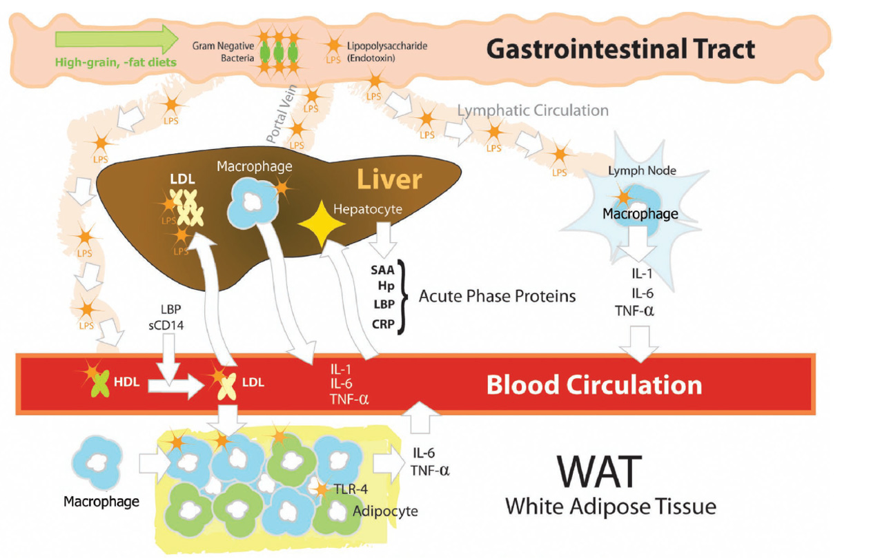 volac-gastro.jpg