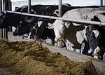 Dairy One - MUN