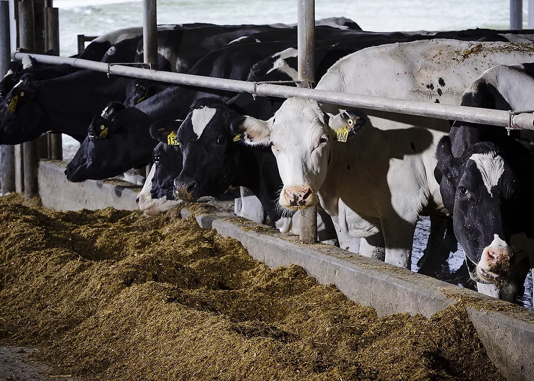 Dairy One - MUN