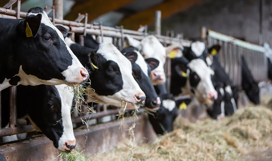 Dairy cows at feed bunk