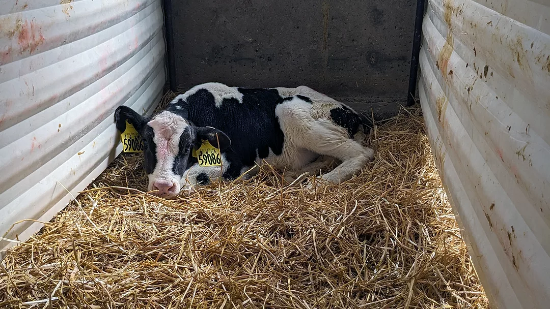 Calf respiratory health