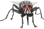 fly graphic