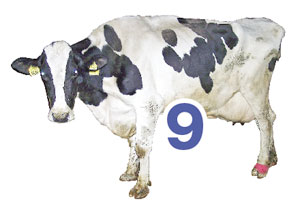 0210el_cooley_hoof_9