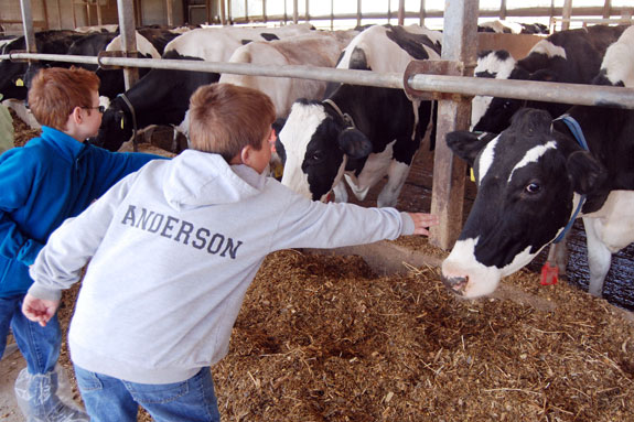 Iowa Dairy 3